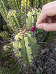 Myrtillocactus cochal