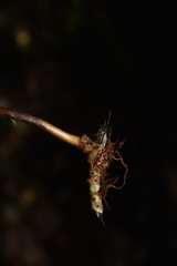 Lepisorus macrosphaerus