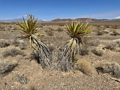 Yucca schidigera