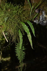 Lepisorus macrosphaerus