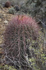 Ferocactus gracilis