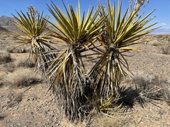 Yucca schidigera