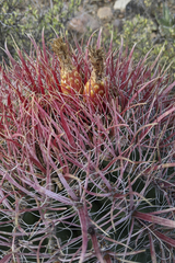 Ferocactus gracilis
