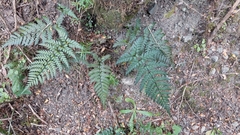 Polystichum neozelandicum