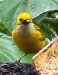 Tangara icterocephala