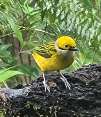 Tangara icterocephala