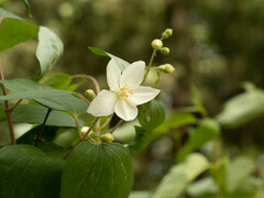 Philadelphus pekinensis