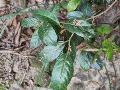 Bridelia tomentosa