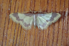 Idaea basinta