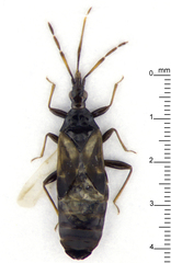 Cimicoidea