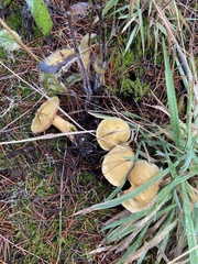 Suillus tomentosus