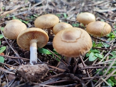 Gymnopilus arenophilus
