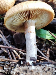 Gymnopilus arenophilus