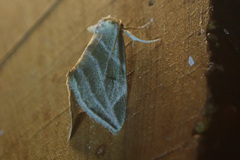 Heminocloa mirabilis