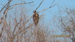 Haliaeetus leucocephalus