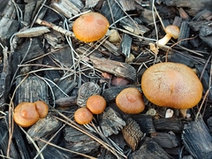 Gymnopilus arenophilus