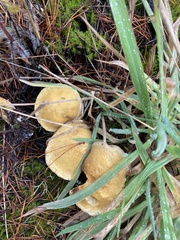 Suillus tomentosus