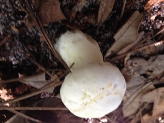 Xanthoconium stramineum