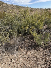 Lycium puberulum berberioides