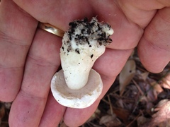 Xanthoconium stramineum