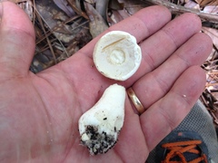 Xanthoconium stramineum