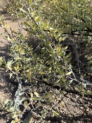 Lycium puberulum berberioides