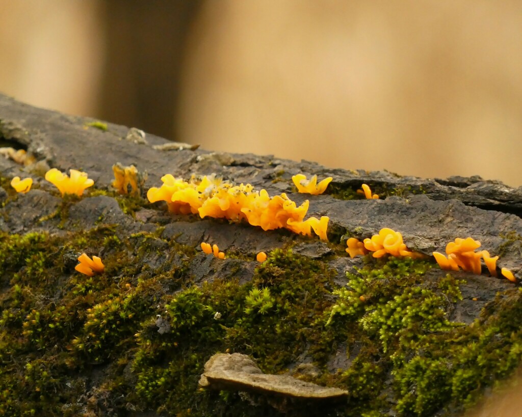 Fanshaped Jelly Fungus from Wayne County, OH, USA on December 10, 2022