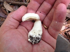 Xanthoconium stramineum