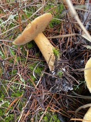 Suillus tomentosus