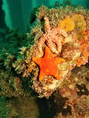 Uniophora granifera