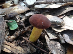 Hemileccinum rubropunctum