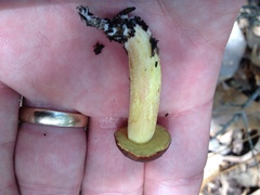 Hemileccinum rubropunctum