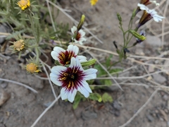 Salpiglossis sinuata