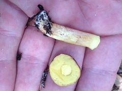 Hemileccinum rubropunctum