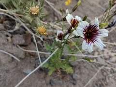 Salpiglossis sinuata