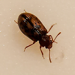 Derodontus esotericus