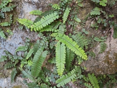 Adiantum malesianum
