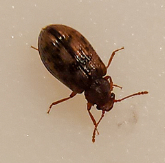 Derodontus esotericus