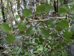 Melicytus micranthus