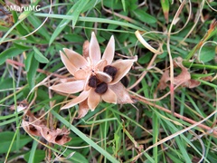 Ipomoea decasperma