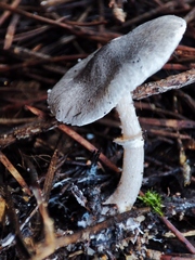 Leucoagaricus melanotrichus