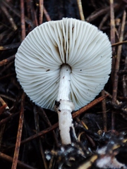 Leucoagaricus melanotrichus