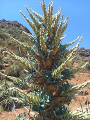 Puya alpestris