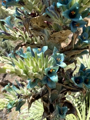 Puya alpestris