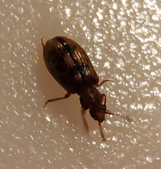 Derodontus esotericus