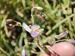 Lipotriches flavoviridis