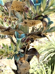 Puya alpestris