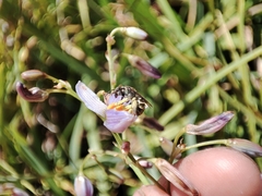 Lipotriches flavoviridis