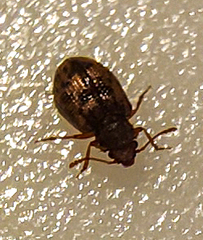 Derodontus esotericus