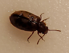 Derodontus esotericus